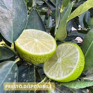 Lime Italiani Freschi e Non Trattati